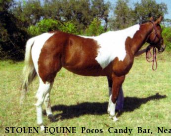 STOLEN EQUINE Pocos Candy Bar, Near Orlando, FL, 32824